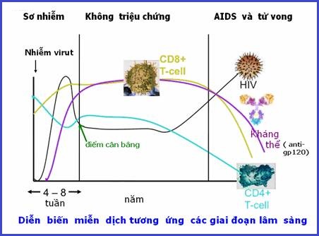 Các giai đoạn diễn biến tự nhiên của nhiễm HIV - Bs Thế