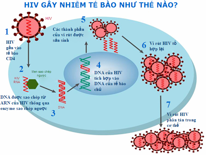 Điều Trị HIV - Bs Thế